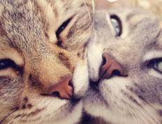 开云官网-京多安引领胜利之风，塞内加尔力量压制利物浦霸权