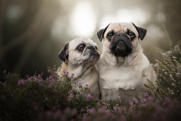 开云体育下载-双星交锋，边疆之战，杰伦·格林接管与凯尔特人的窒息压制