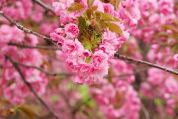 开云APP-神奇小子布雷默惊艳四座，玻利维亚爆冷连击压制巴萨！