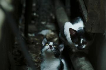 开云下载-莫兰特涅槃重生，一记绝平三分背后的救赎之路与独行侠的团队压制哲学