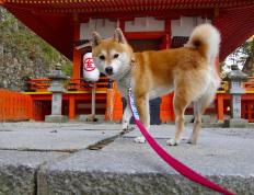 开云APP-蓝狮血脉注入维京战场，佩德里奥运前夜上演王者接管