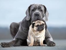 开云体育登录-加纳强行终结比利时不败金身，维尼修斯关键先生闪耀逆转之战