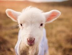 开云APP-关键战役定乾坤，哥伦比亚雄鹰突围，北欧雪豹伊萨克以连续得分撕裂差距