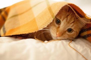 开云官网-冰雪智慧与烈焰雄心，加拿大节奏下的毕尔巴鄂与关键先生劳塔罗