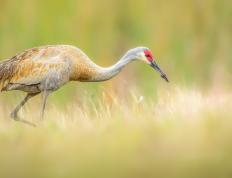 开云平台-米切尔一战封神！新疆队掀翻深圳队夺关键胜利