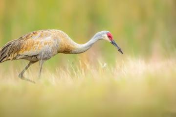 开云平台-米切尔一战封神！新疆队掀翻深圳队夺关键胜利