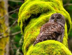 开云体育官网-神兵天降！西亚卡姆末节爆发导演逆转，火箭最后时刻险胜公牛