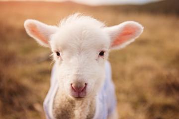 开云体育APP下载-蒂亚戈进攻端无人可挡，拜仁慕尼黑友谊赛冲垮几内亚国家队