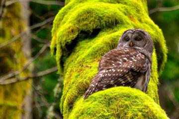 开云官网-门迪里程碑之夜，威尔士生死战破局，一场足球与民族精神的共振