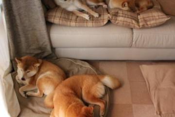 开云体育APP下载-夜幕下的巨人，当诺坎普遇见武切维奇