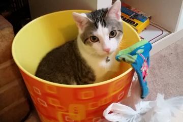 开云官网-冷门与巨星，厄瓜多尔掀翻墨西哥，凯恩满分诠释领袖力