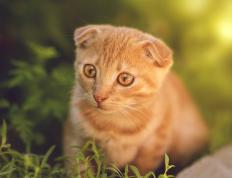 开云体育-双面交锋，莱万的救赎与马里的铁血誓言