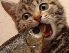 开云体育入口-逆风绽放与精密齿轮，当文班亚马刺破质疑，凯尔特人掌控赛场韵律