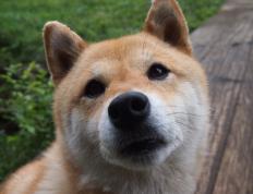 开云体育登录-巴斯托尼，大场面先生冷刃出鞘，瑞士军刀强行终结比利时黄金残梦