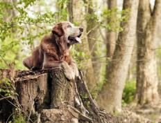 开云体育中国-门神一扑定乾坤，波斯铁骑终破瑞士坚冰