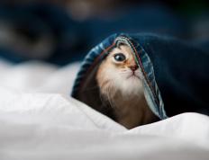 开云官网-孤胆英雄迪巴拉临危救主！波兰攻防一体强势晋级，瑞士黑马神话终结