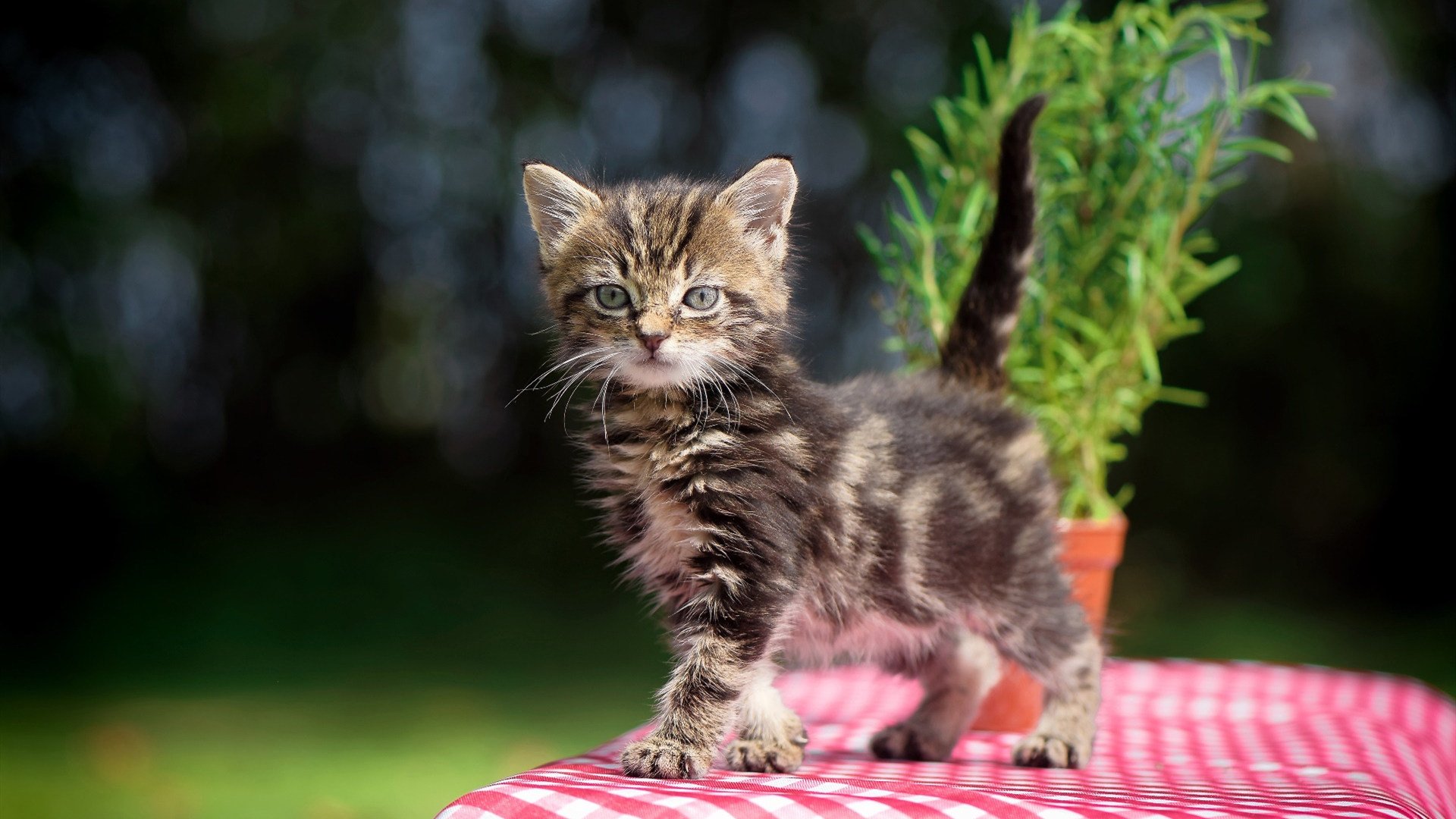 开云平台-绿茵场上的高地风暴，当苏格兰式压制遇见新西兰，德布劳内的关键艺术