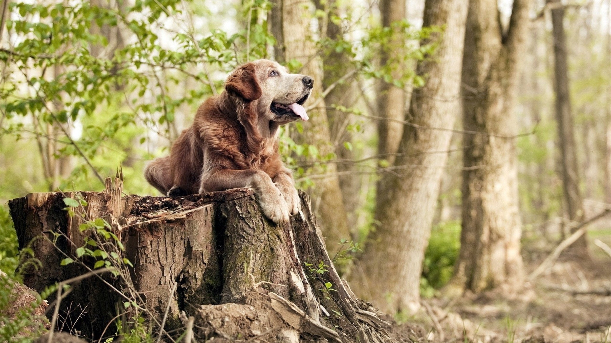 开云体育中国-门神一扑定乾坤，波斯铁骑终破瑞士坚冰
