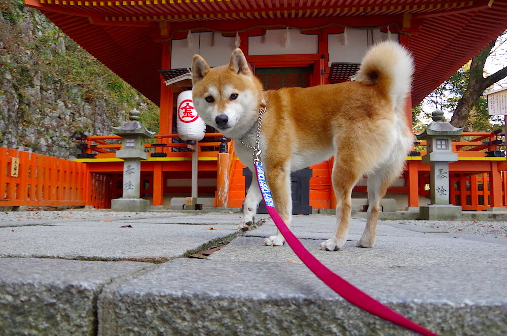 开云体育下载-东瀛武士横扫哥伦比亚，法比尼奥欧冠半决赛接管比赛，足球世界的双重震撼