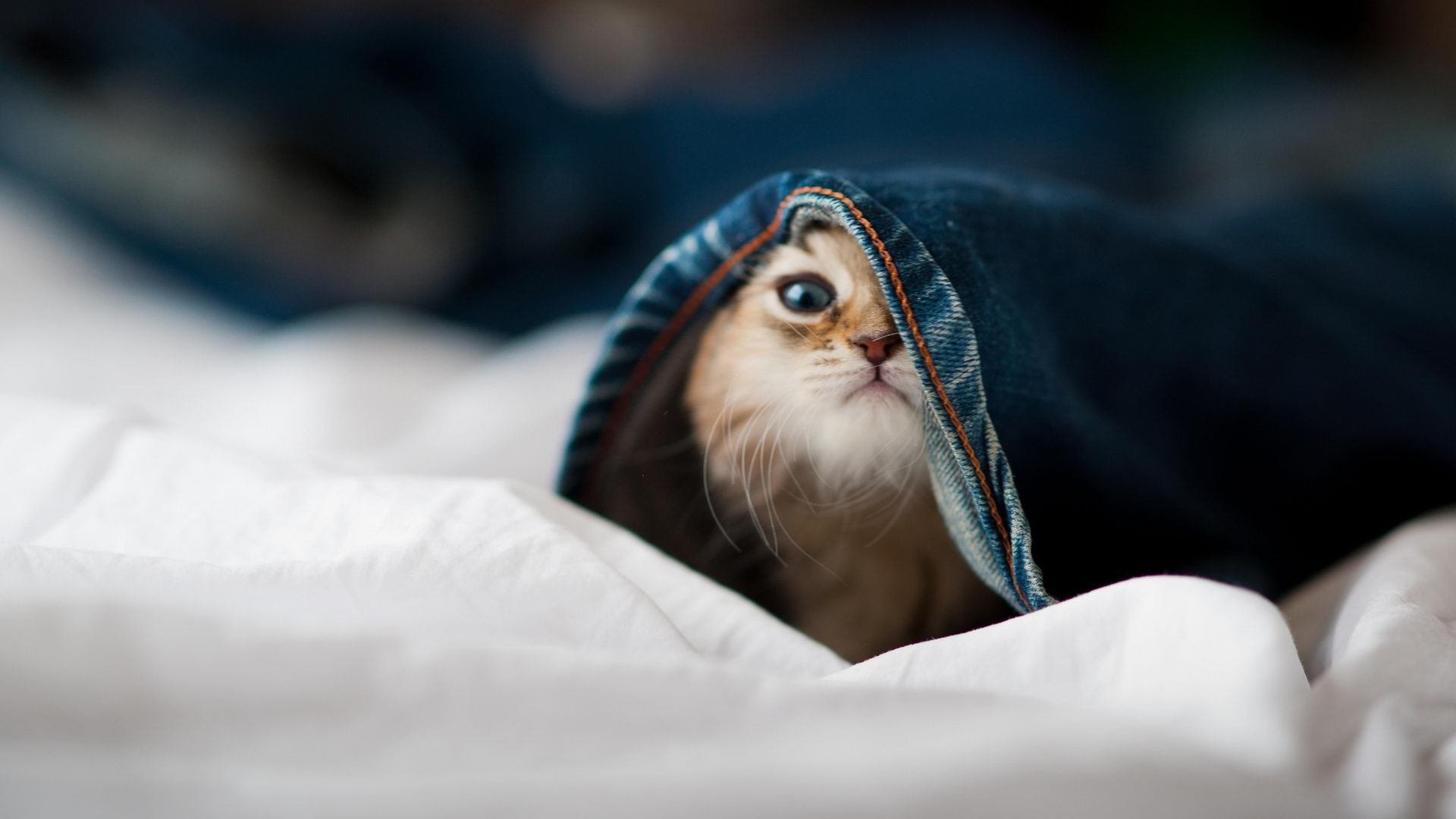 开云官网-孤胆英雄迪巴拉临危救主！波兰攻防一体强势晋级，瑞士黑马神话终结