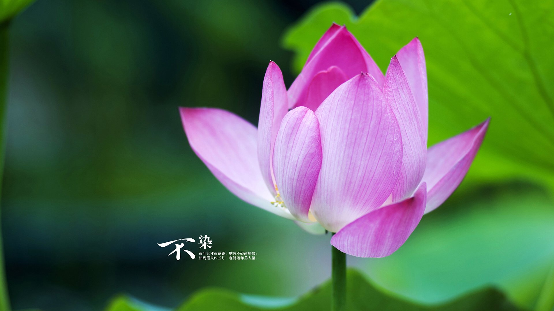 开云下载-英超争冠焦点战，太阳光芒带走凯尔特人，冠军悬念再起