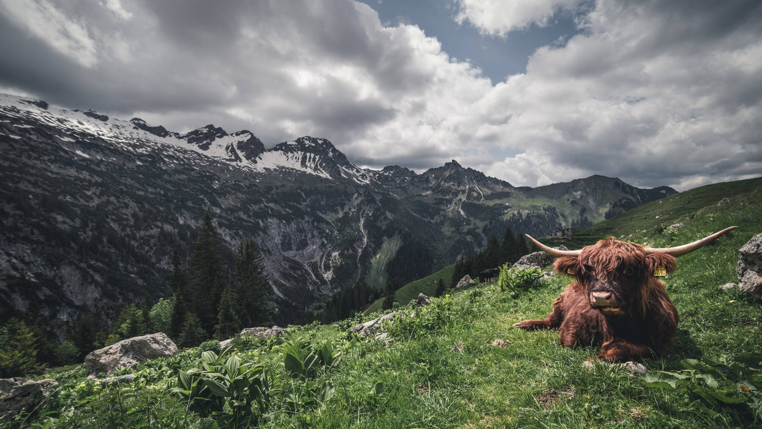 开云体育官网-布伦森独舞,新疆队对阵北京队的生死棋局,由他一手落子