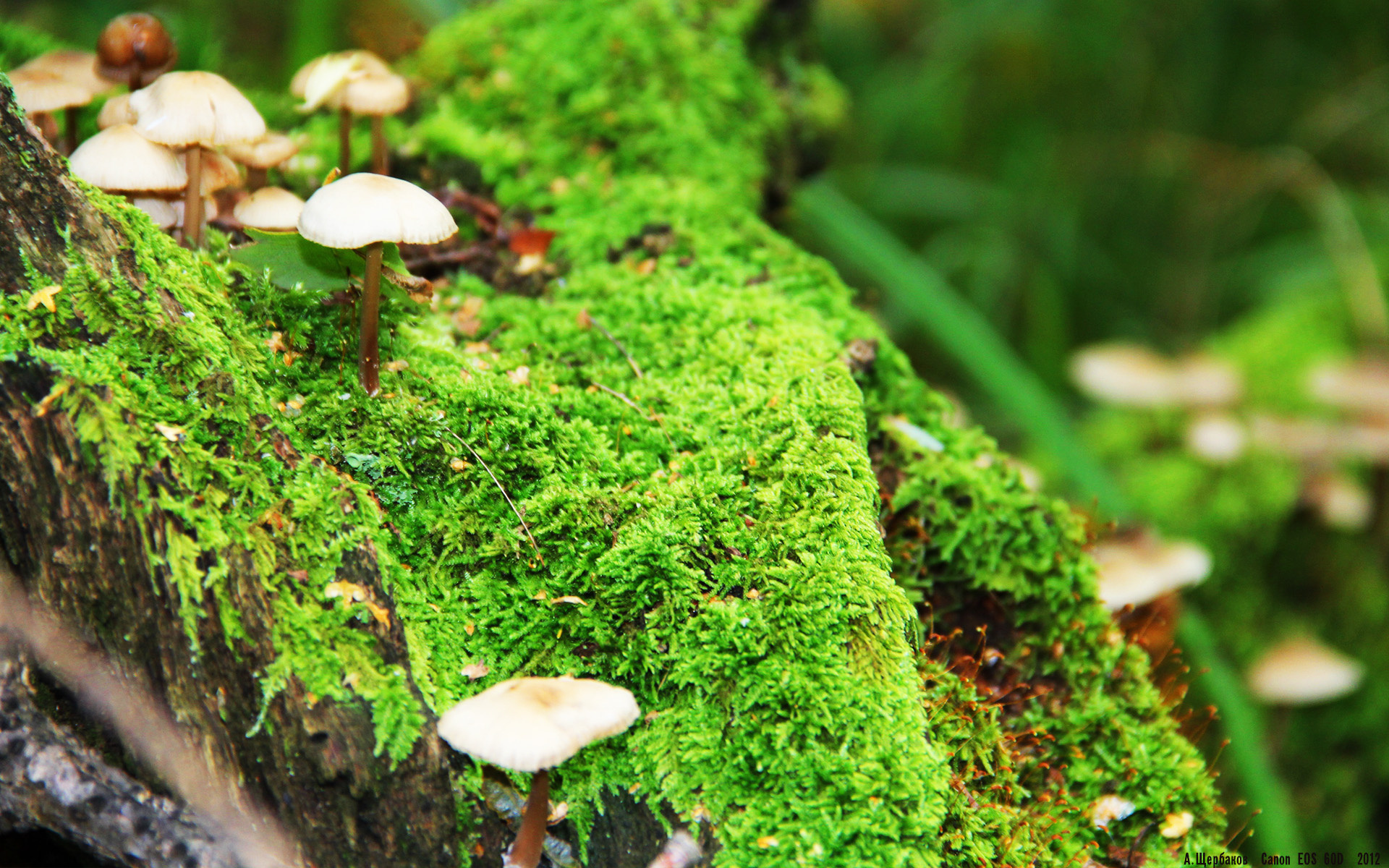 开云体育下载-凯尔特人对阵勇士，约基奇的冠军级表现与篮球智慧