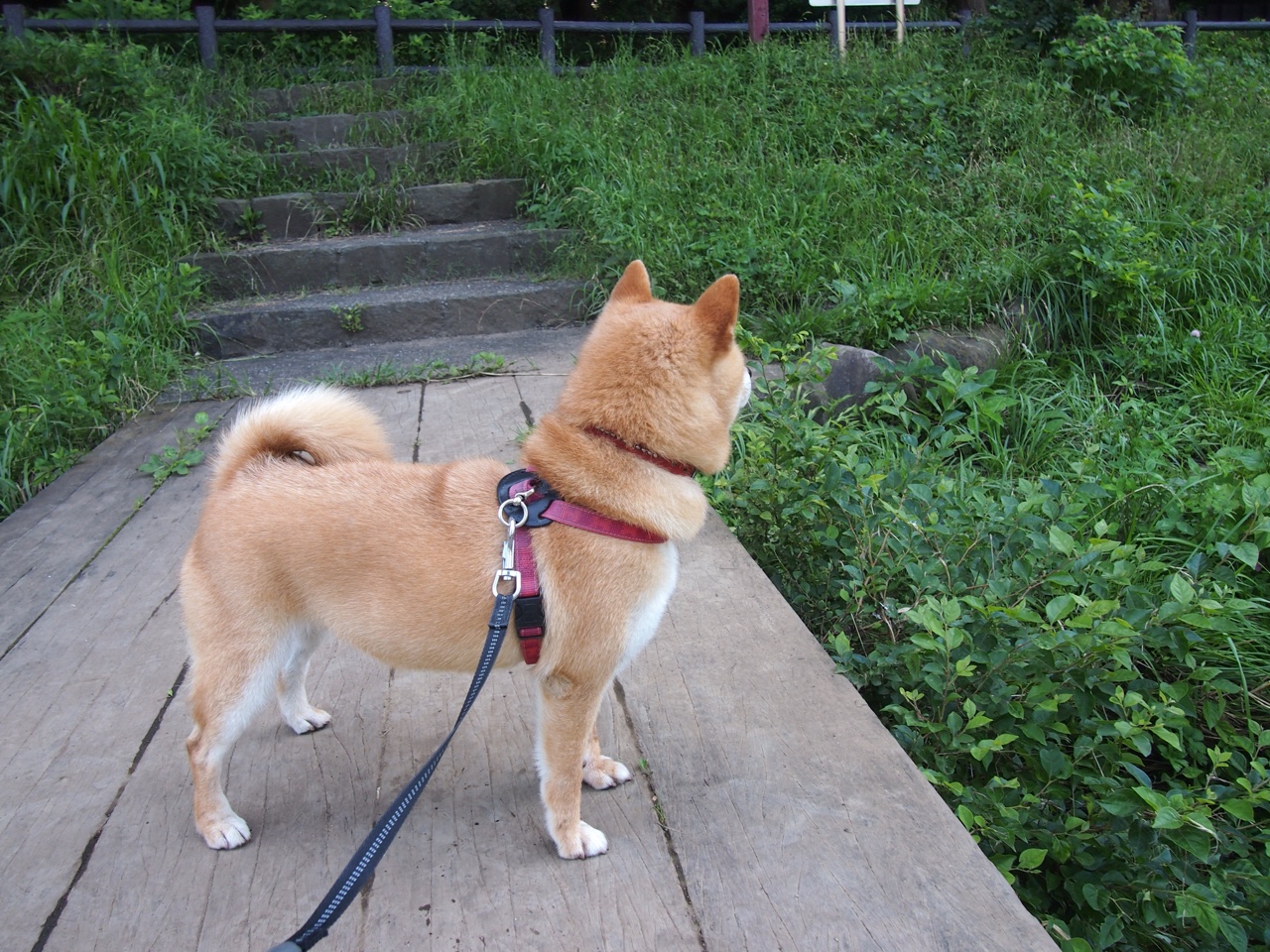 开云体育平台APP-杰伦格林末节19分难救主，雷霆双星闪耀加时险胜骑士