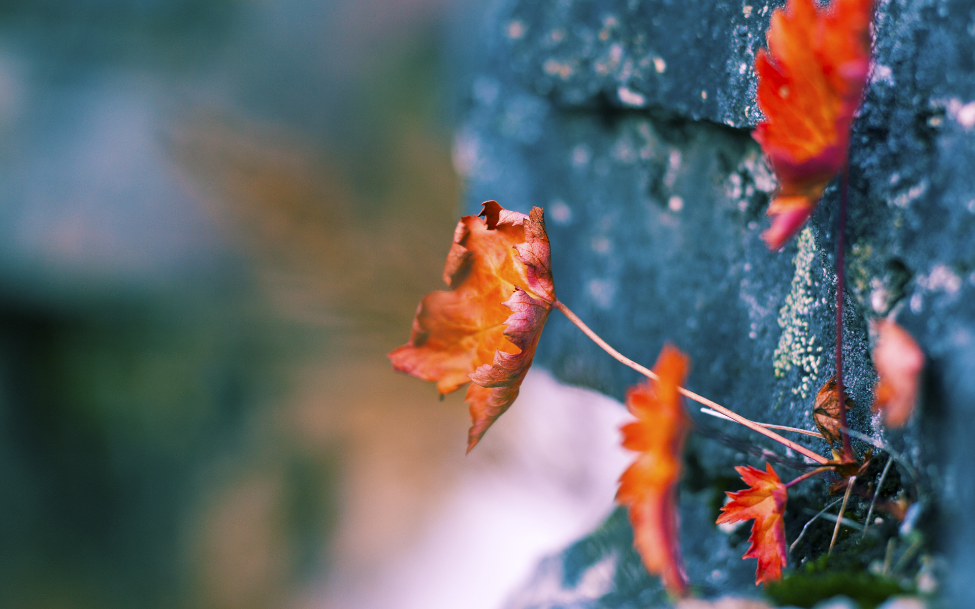 开云体育app-加维的利矛与塞内加尔的坚盾,现代足球的战术画卷