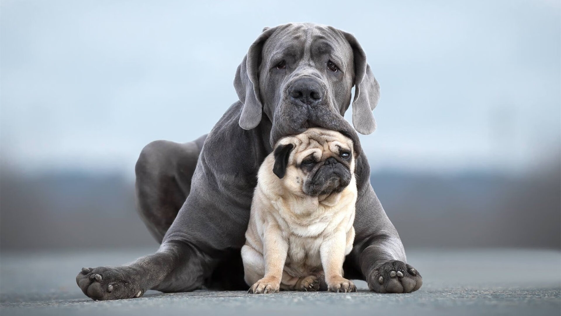 开云体育登录-加纳强行终结比利时不败金身，维尼修斯关键先生闪耀逆转之战