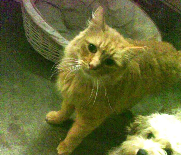 开云体育登录-加纳强行终结比利时不败金身，维尼修斯关键先生闪耀逆转之战