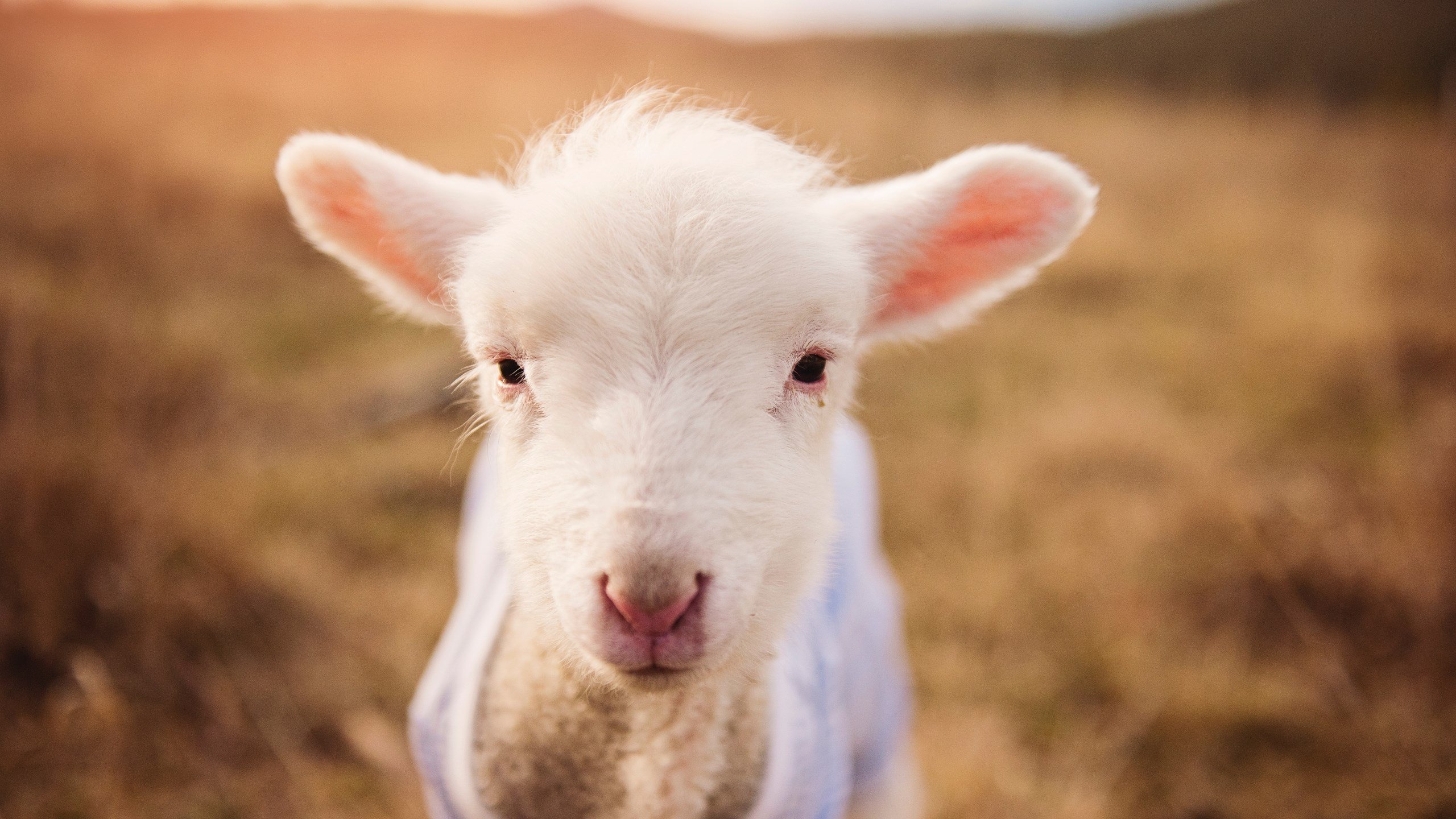 开云APP-关键战役定乾坤，哥伦比亚雄鹰突围，北欧雪豹伊萨克以连续得分撕裂差距