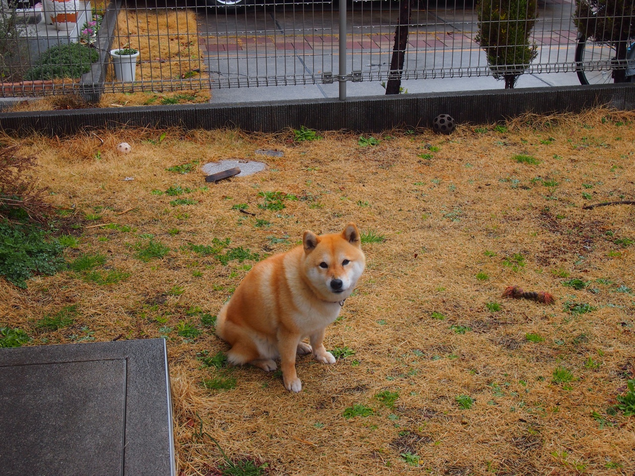 开云体育官网-当绿衫军遭遇金块灵魂，约基奇跨界导演的打穿之谜