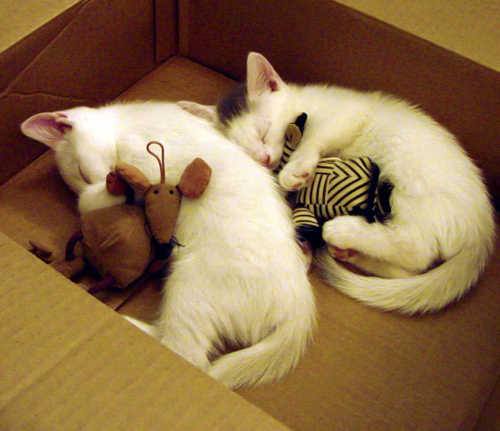 开云体育入口-NBA总决赛焦点战，韩国爆冷埃及，国际篮球新格局的启示