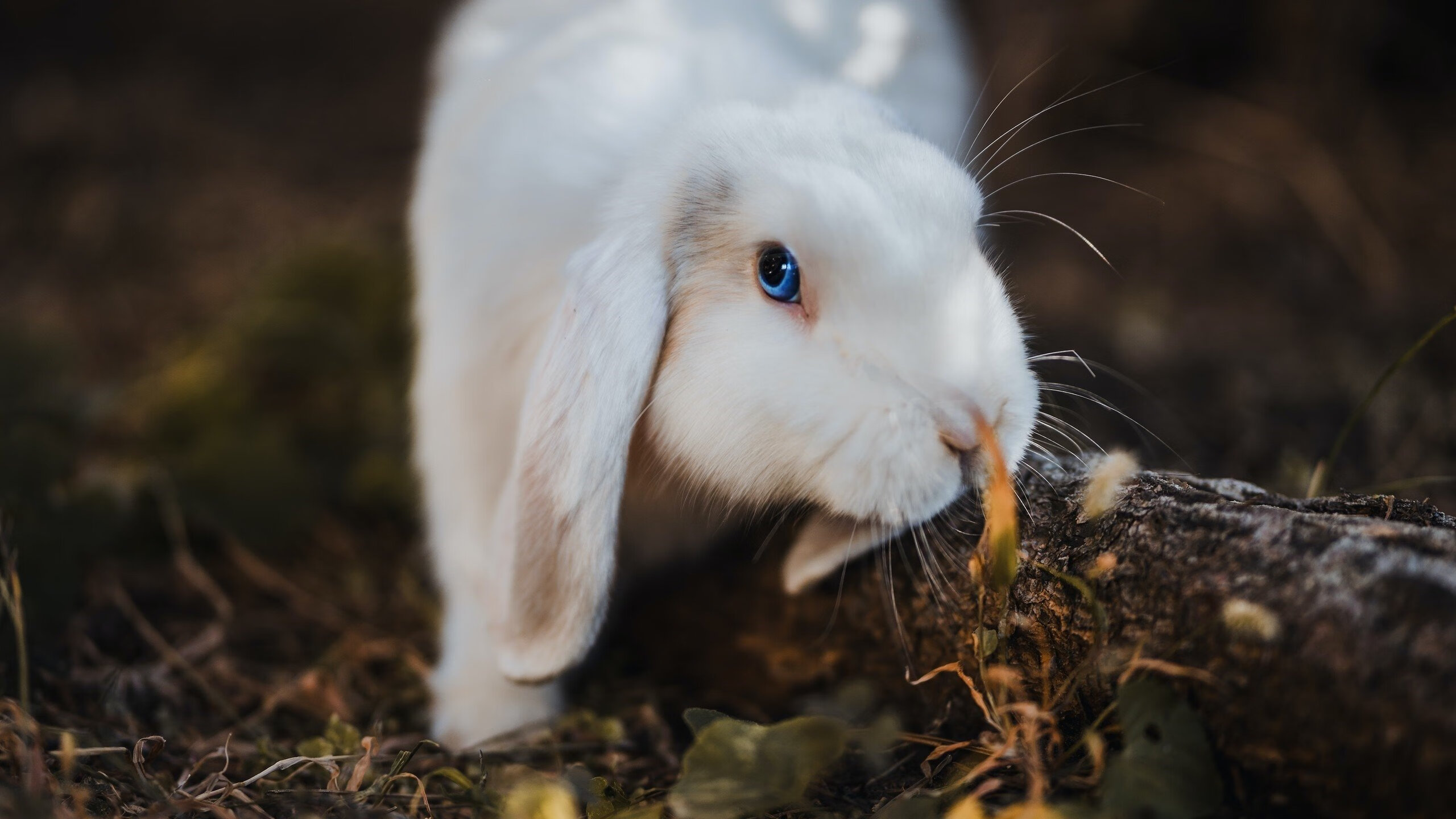 开云体育-逆转与统治，掘金翻盘步行者与詹姆斯欧冠半决赛的领袖传奇