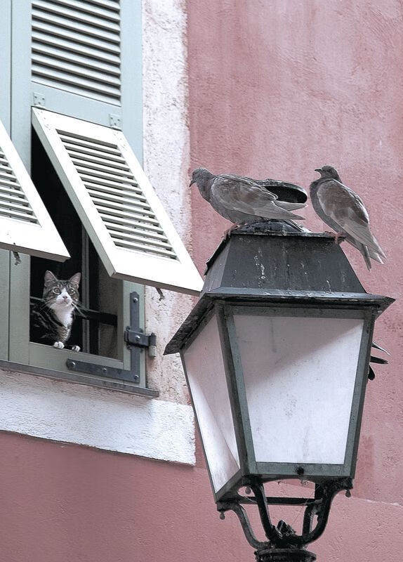 开云下载-范弗利特里程碑之夜，黄蜂轻取新疆展现实力差距