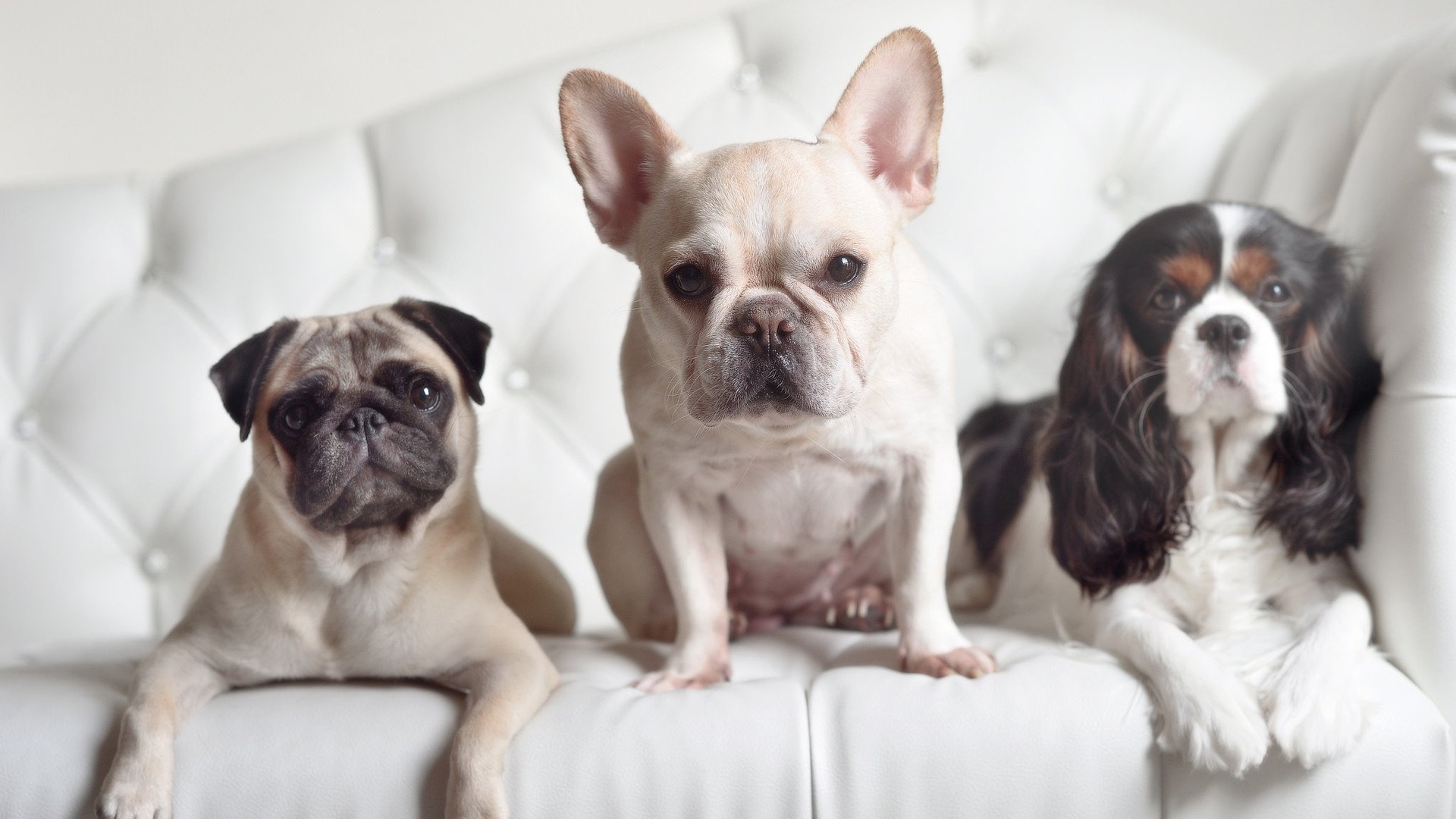 开云平台-加时赛迪亚斯一锤定音,苏格兰力克罗马书写历史