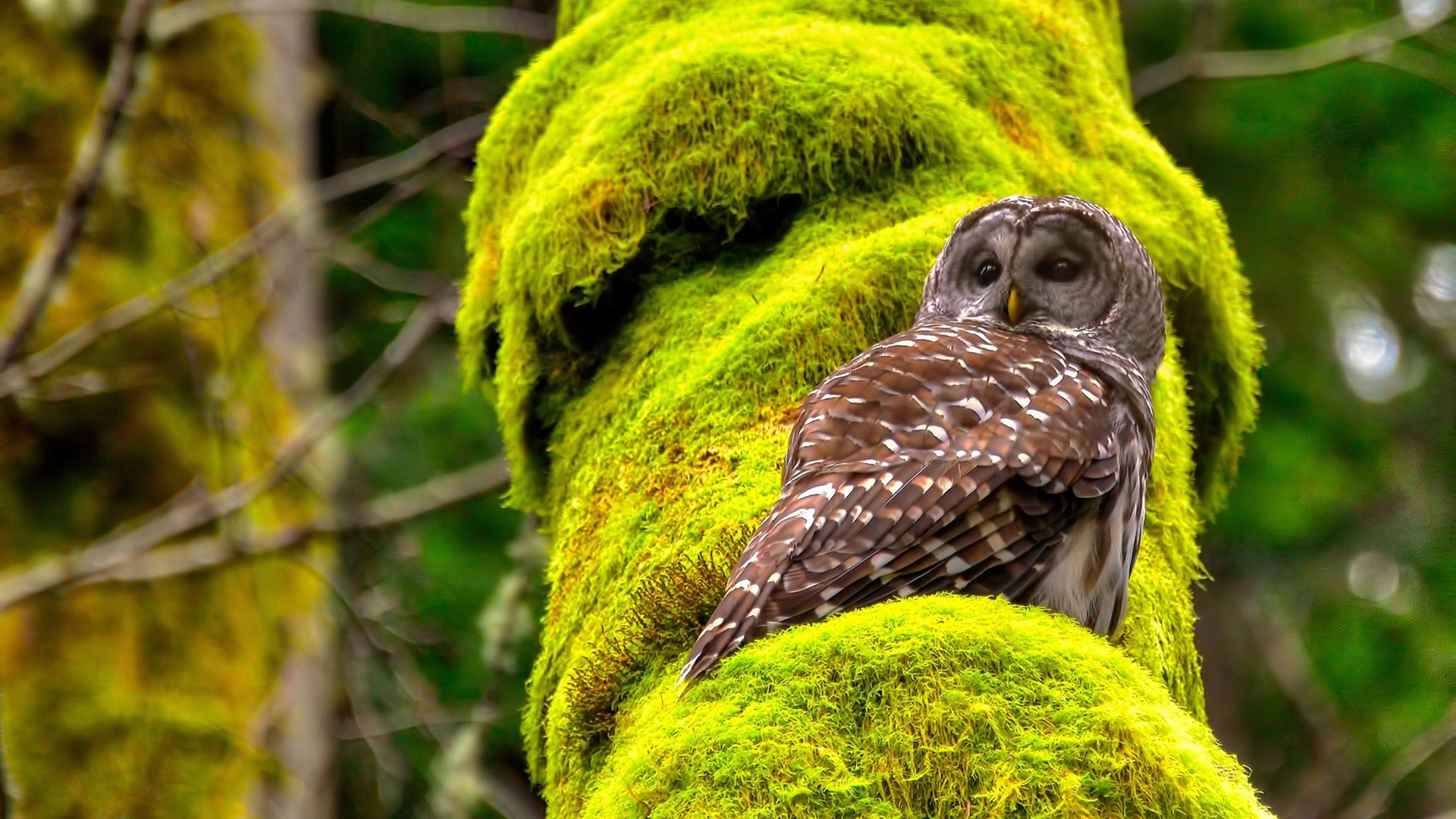 开云官网-门迪里程碑之夜,威尔士生死战破局,一场足球与民族精神的共振