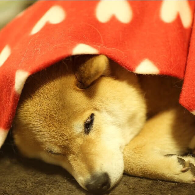 开云官网-雷霆之怒击穿骑士之盾，西亚卡姆在攻防转换中重塑比赛灵魂