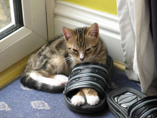 开云APP-横扫国王!霍勒迪临危受命成公牛关键先生