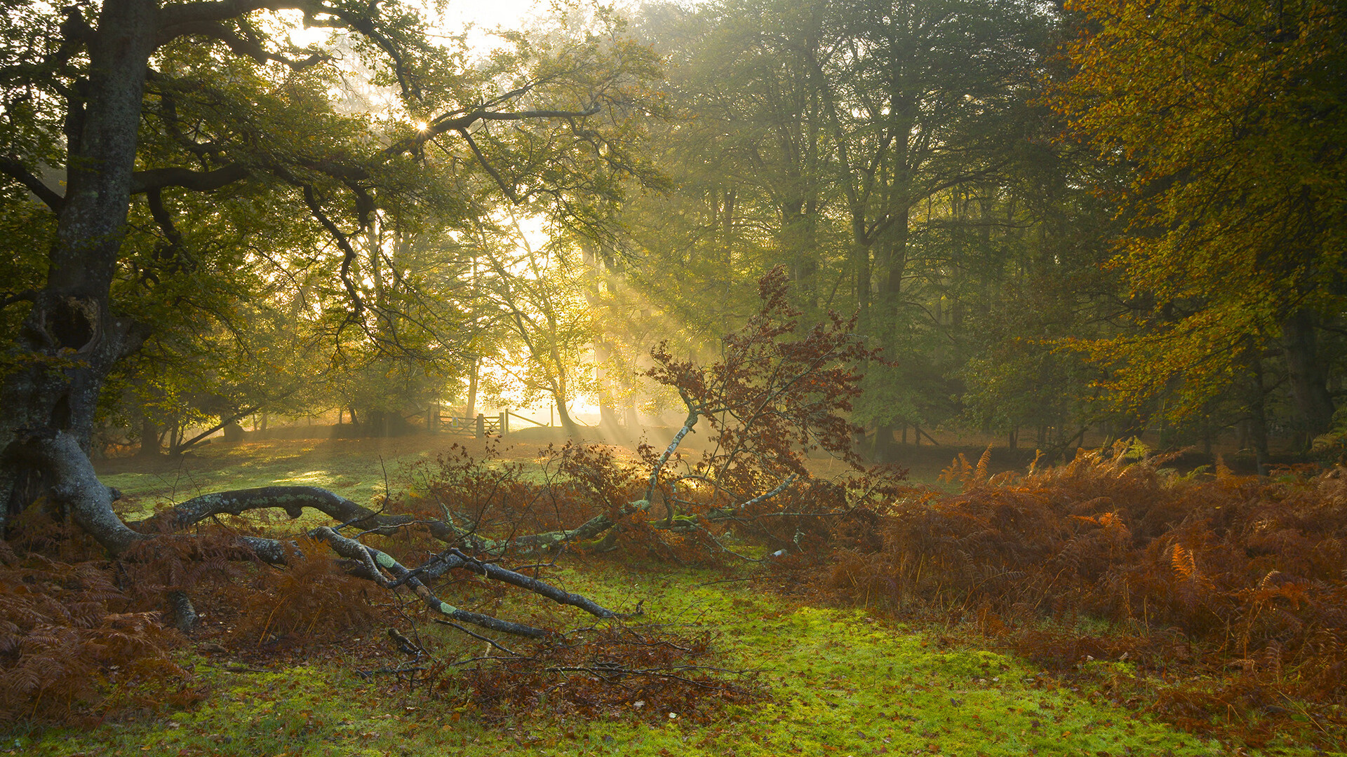 开云体育登录-压力熔炉铸就的锋芒，当利拉德完成爆发，公牛用一波流带走山西队的启示